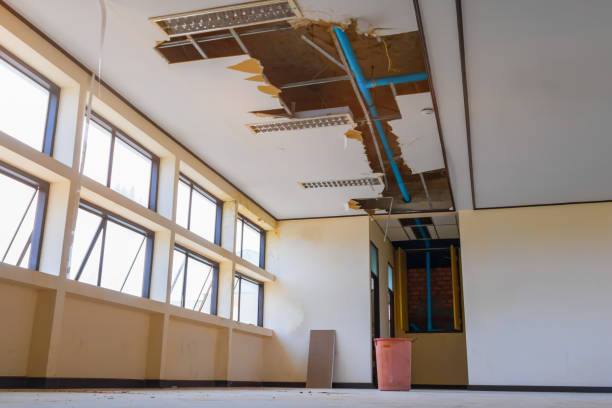 Best Mold removal after water damage  in Luray, VA