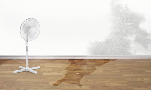 Best 24/7 water damage repair  in Luray, VA