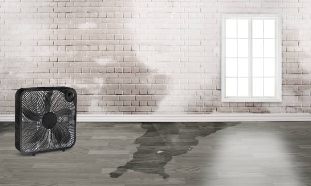 Best Flood damage cleanup  in Luray, VA
